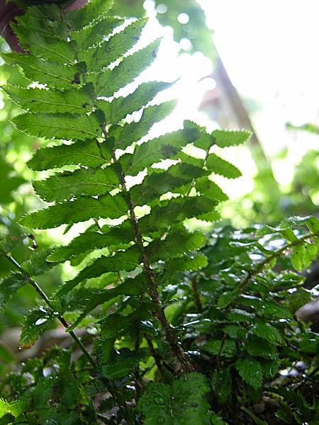 File:Polystichum munitum 01.jpg